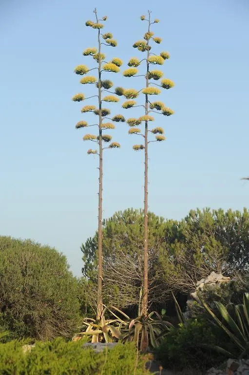 בית נופש Carloforte Palme House איטליה